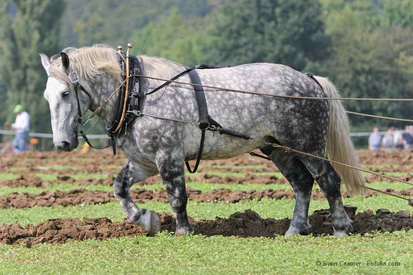 Draft horse with harness